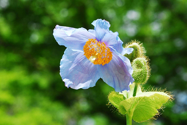 六甲高山植物園 秘境に咲く神秘の花 ヒマラヤの青いケシ が見頃を迎えました ニコニコニュース