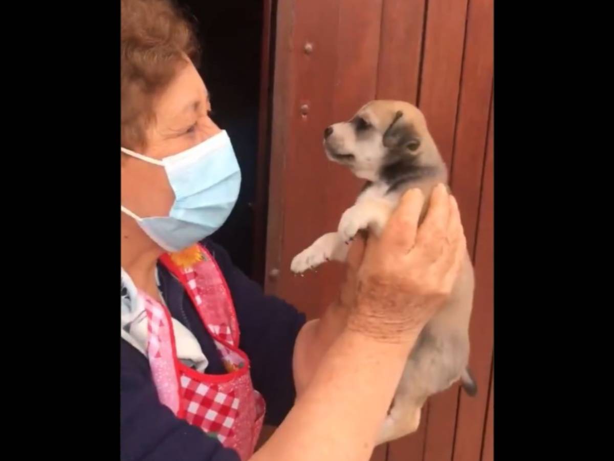 子犬とおばあさんの動画に祝福の声が殺到 この子犬は宝くじに当たった ニコニコニュース