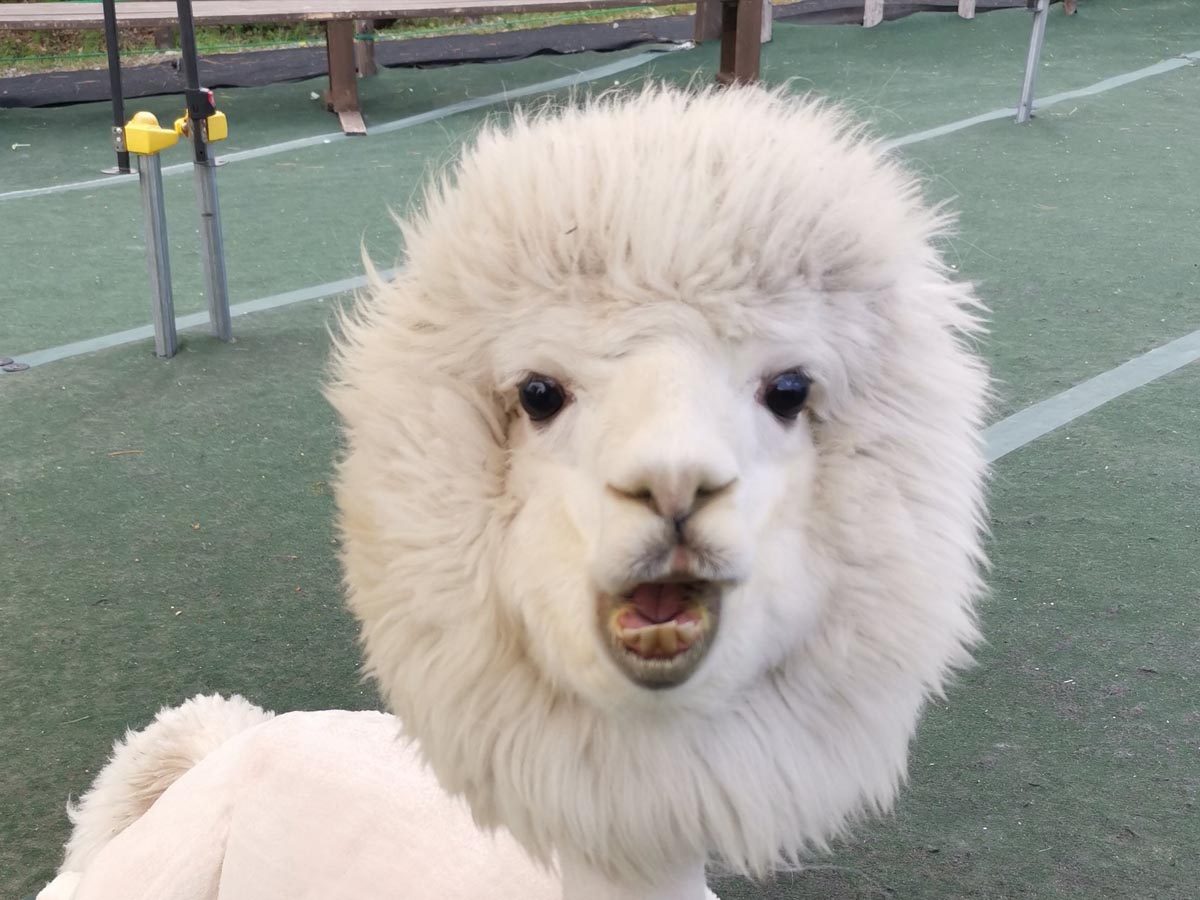 アルパカの 毛刈り後 がこちらです 写真に ギャップに笑った 癖になる ニコニコニュース