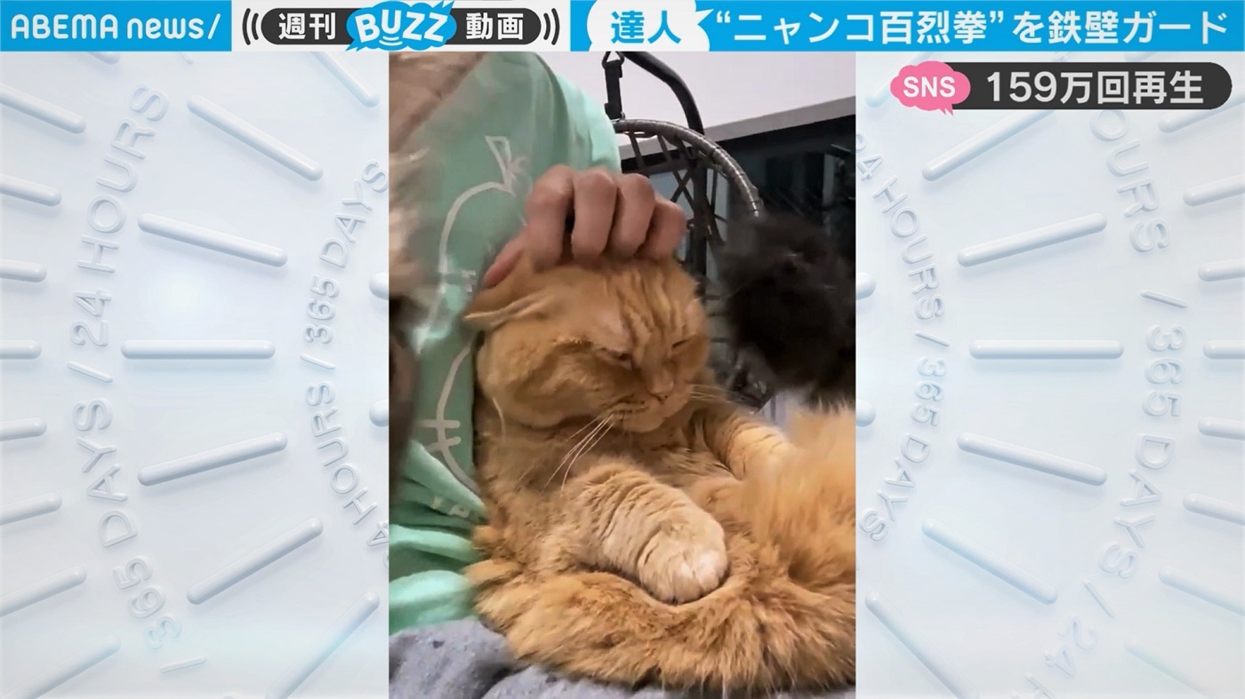 燃え尽きてるｗ ケンカを終えた猫がぐったり 短い 前足でガード 猫パンチの結末に反響 ニコニコニュース