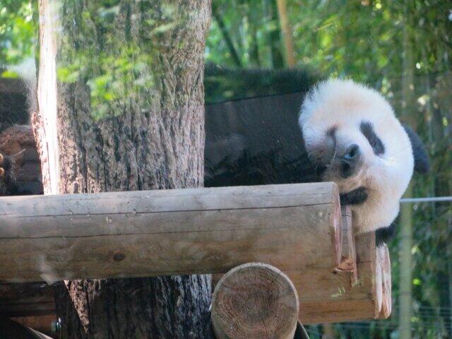 上野動物園さあ再開 だけど ディズニーランド並み予約困難 すぐ完売 ニコニコニュース