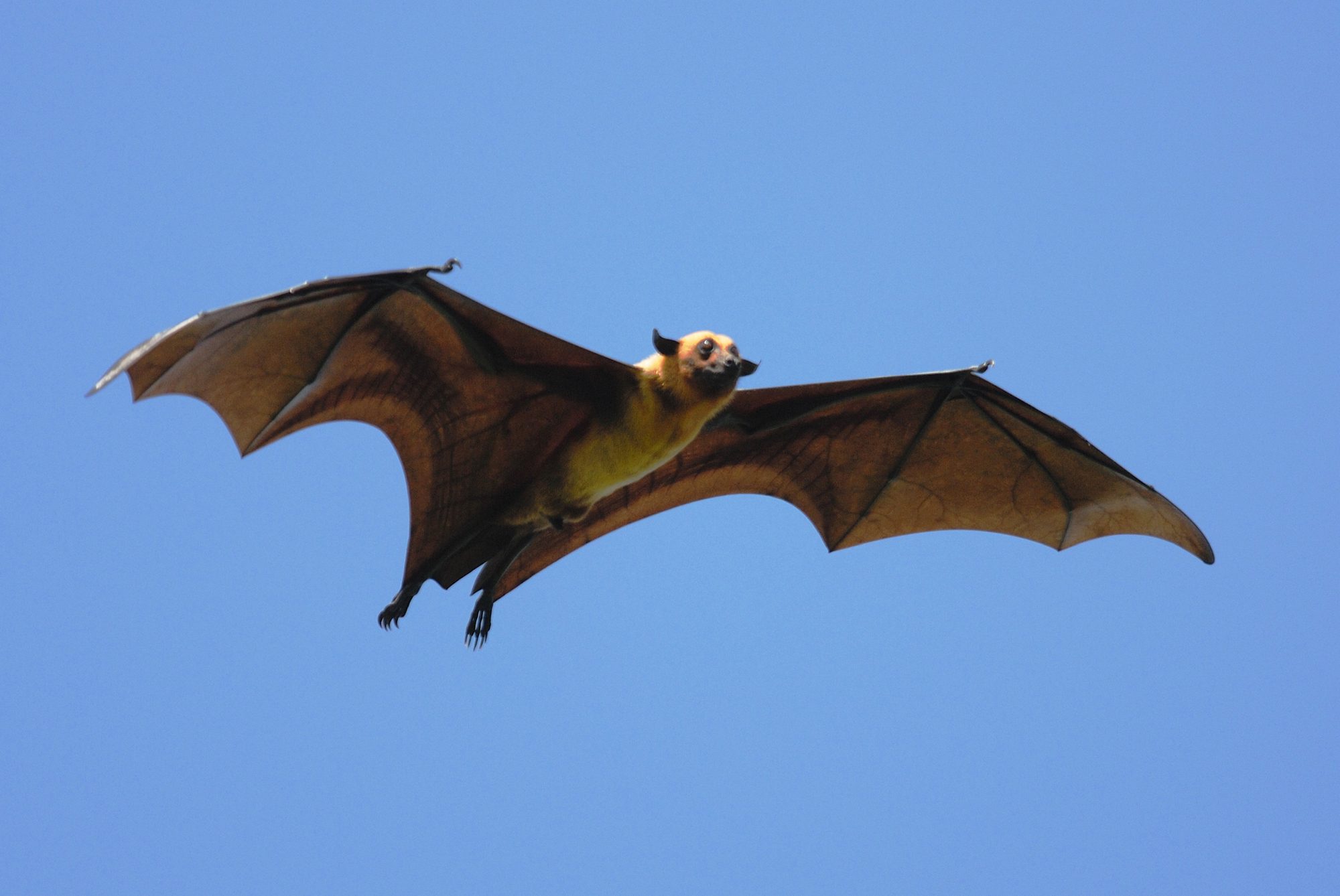 今や危険生物のコウモリが機内を旋回 乗員乗客パニックで旅客機が引き返す事態に ニコニコニュース