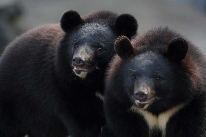 森の守護獣 危険な猛獣 もしもクマが山からいなくなったら ニコニコニュース