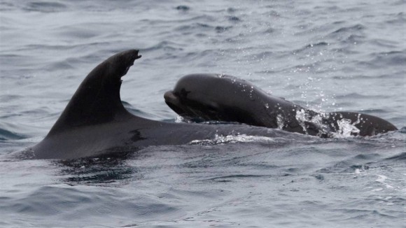 我が子を失くしたイルカの母さんがクジラの赤ちゃんを育てていた ニコニコニュース