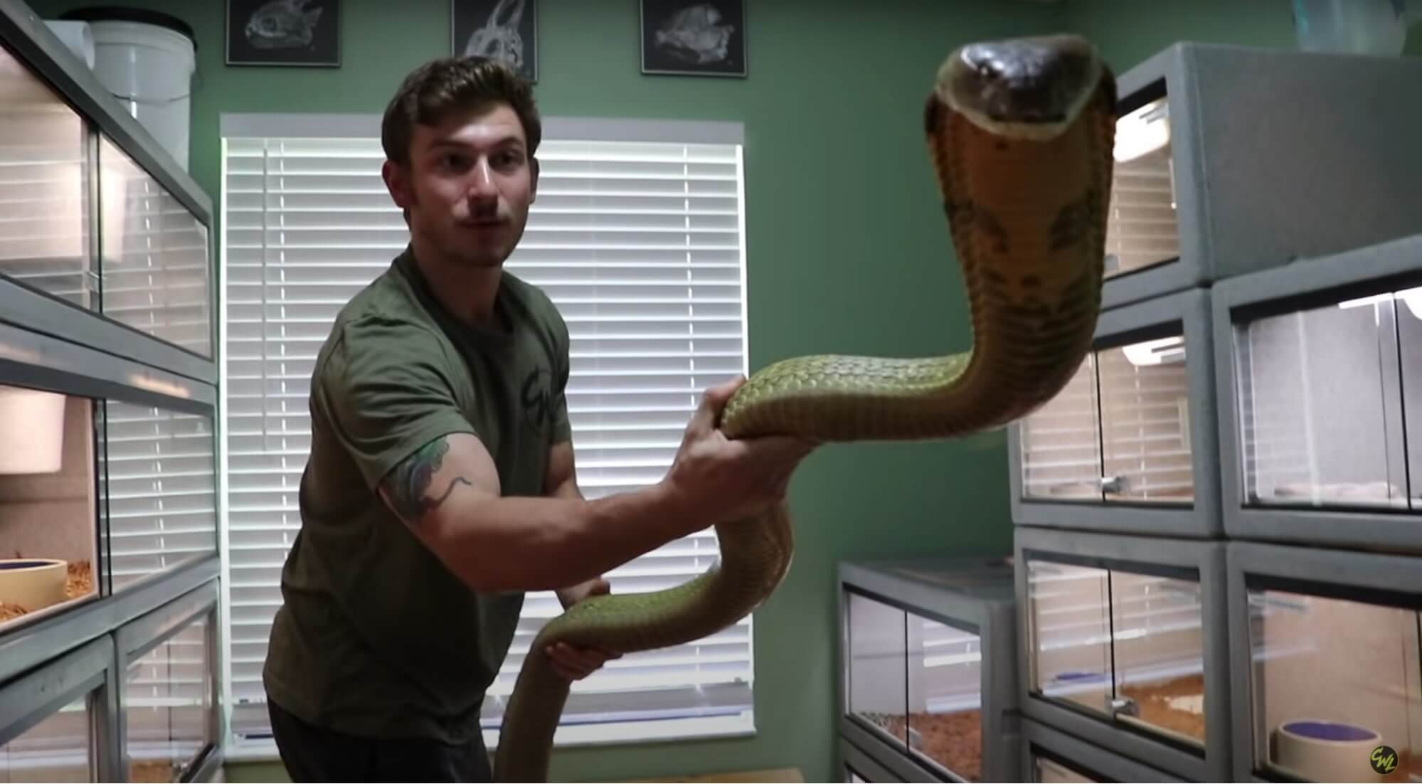 毒と毒を持つヘビ