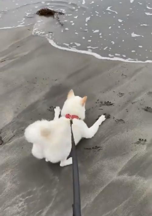 柴犬が波を目前にとった行動とは 波におしり振るのかわいすぎた ぷりっぷりですよね ニコニコニュース