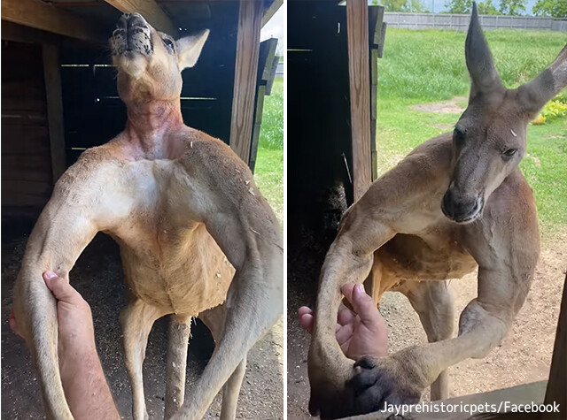 上腕筋パネェ 筋肉マッチョなカンガルーにホールドされたら回避不能 ニコニコニュース