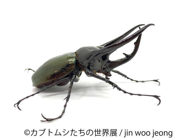 大人気のカブトムシやクワガタなど昆虫作品が一挙集結 レア種とのふれあい体験も カブトムシたちの世界展 ニコニコニュース