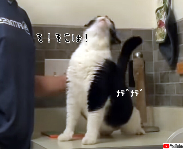 そ そこは あるポイントを撫でられた猫の錯乱 要音声 ニコニコニュース