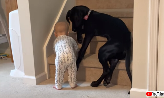 赤子にはまだ早かろう 階段をブロックし赤ちゃんを危険から守ろうとする犬 ニコニコニュース
