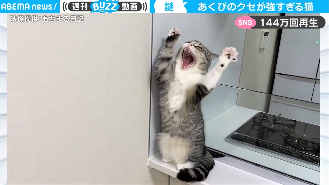 あくびと同時に バンザイ する猫に驚き クセの強さと可愛さに 反則です の声も ニコニコニュース