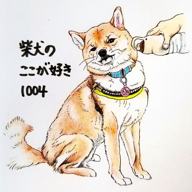 お水 飲む に無表情で いらん など 柴犬あるあるが分かり過ぎてかわいい ニコニコニュース