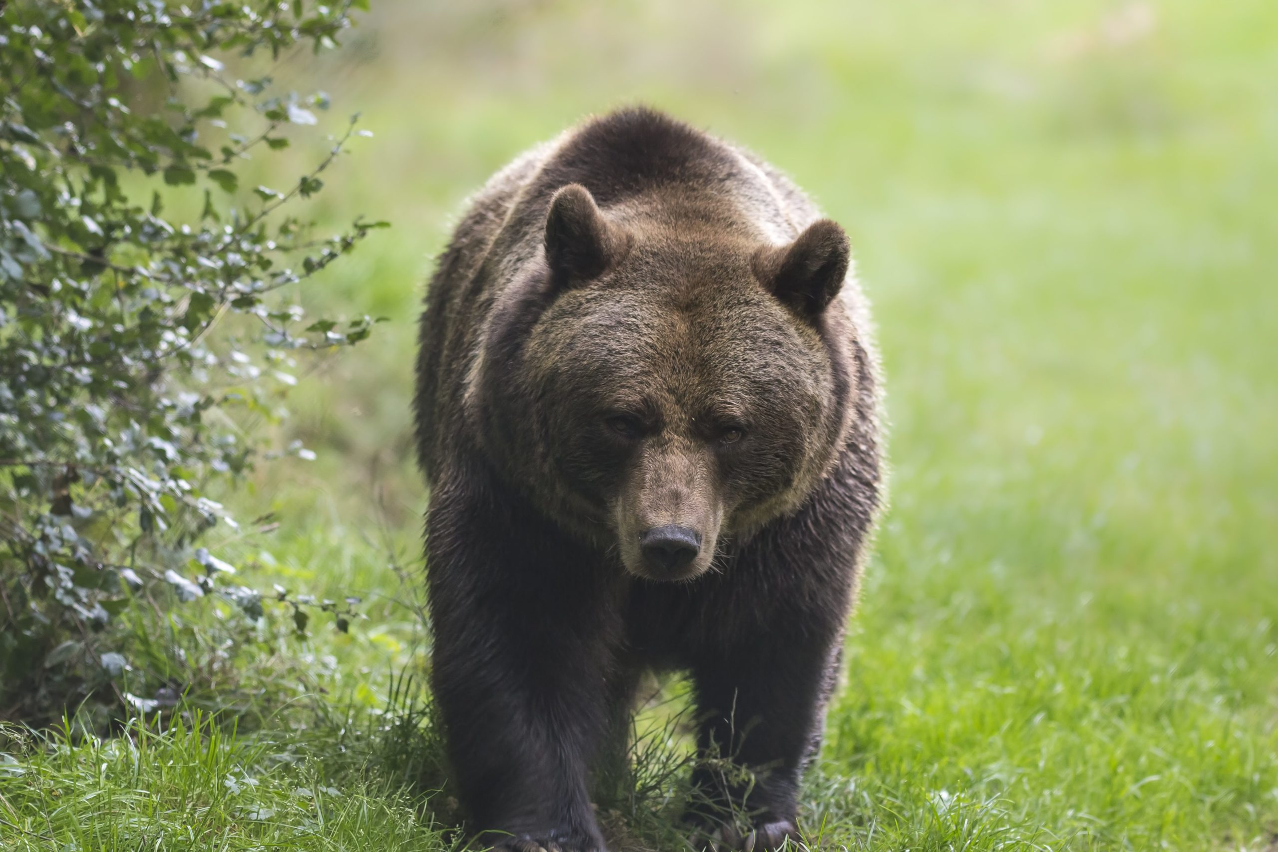 危険 の警告板を無視し近道を ガイドの少年がヒグマに襲われ遺体を食われる ニコニコニュース