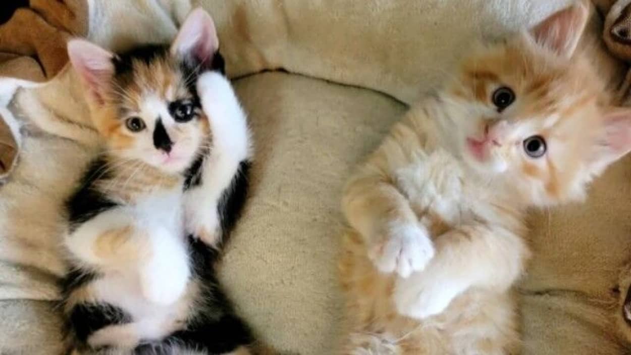 妻に説得されて猫を飼ってみたんだけど ツンデレ男性 子猫の魅力を海外掲示板に発信か ニコニコニュース