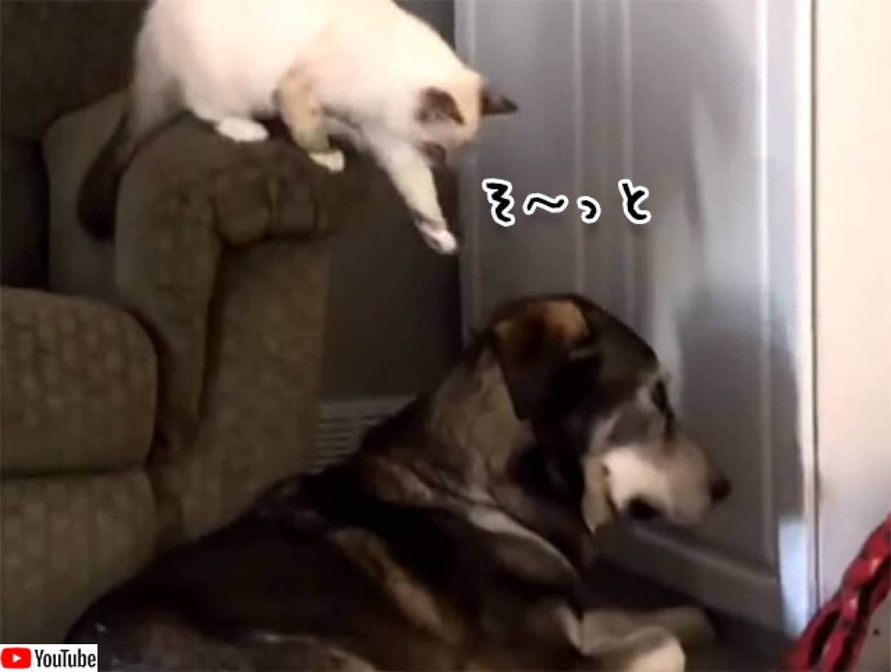 犬に悟られずに犬の頭を撫でたかった猫のがんばり ニコニコニュース