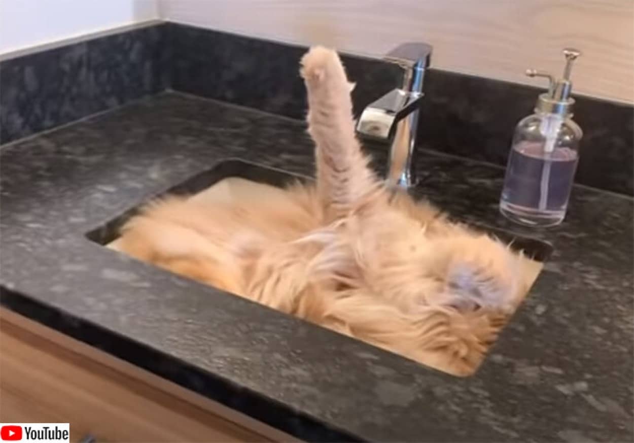 猫氏、溶ける。原形をとどめないほど液体化が進む | ニコニコニュース