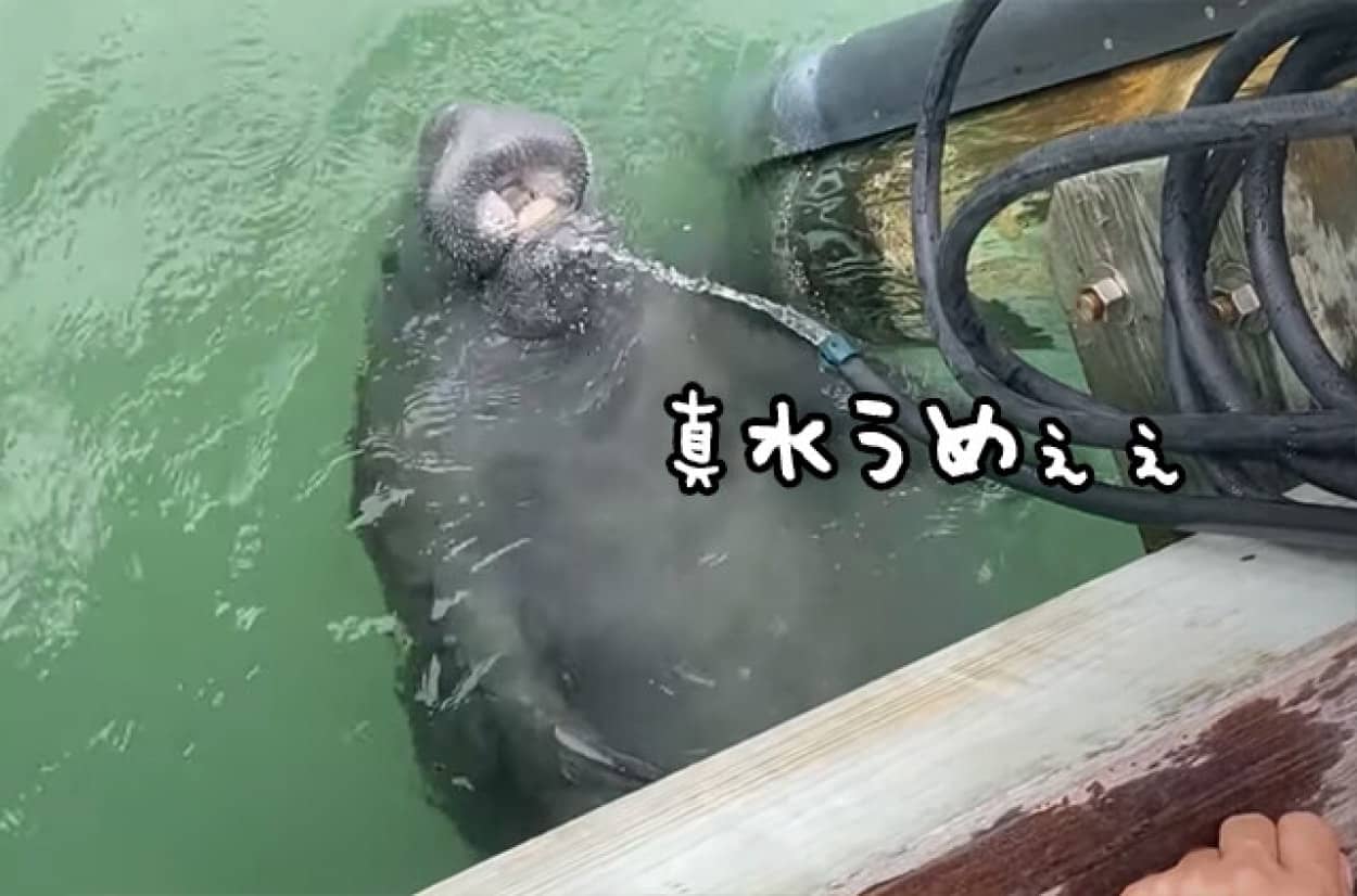 真水うめぇぇ 野生のマナティがホースから流れる水を飲みに来た ニコニコニュース