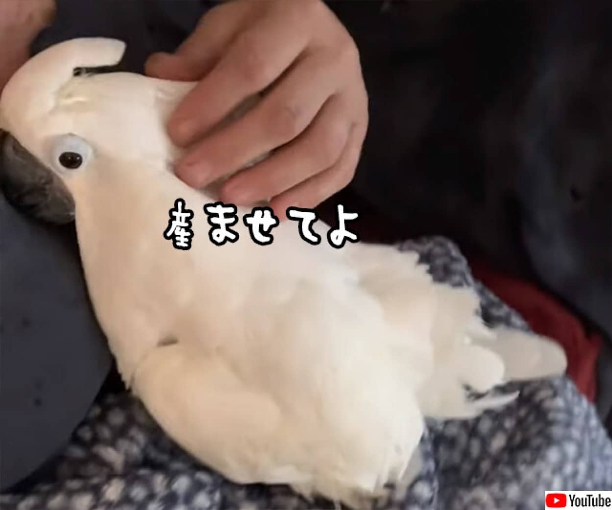 産ませてよ 飼い主に抱かれて撫でられていたオウム 卵をポロリ ニコニコニュース