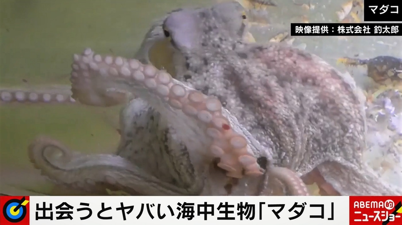 じつは危険 8種 の海中生物に専門家が警鐘 手がグローブほど腫れるケースも ニコニコニュース