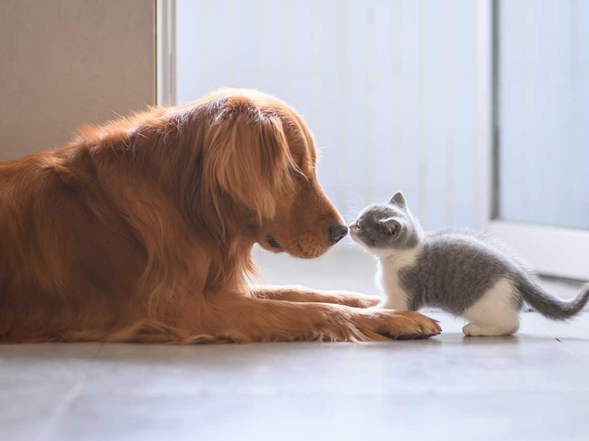 命の大切さを実感できる 生まれたての子猫と対面した３匹の犬は ニコニコニュース