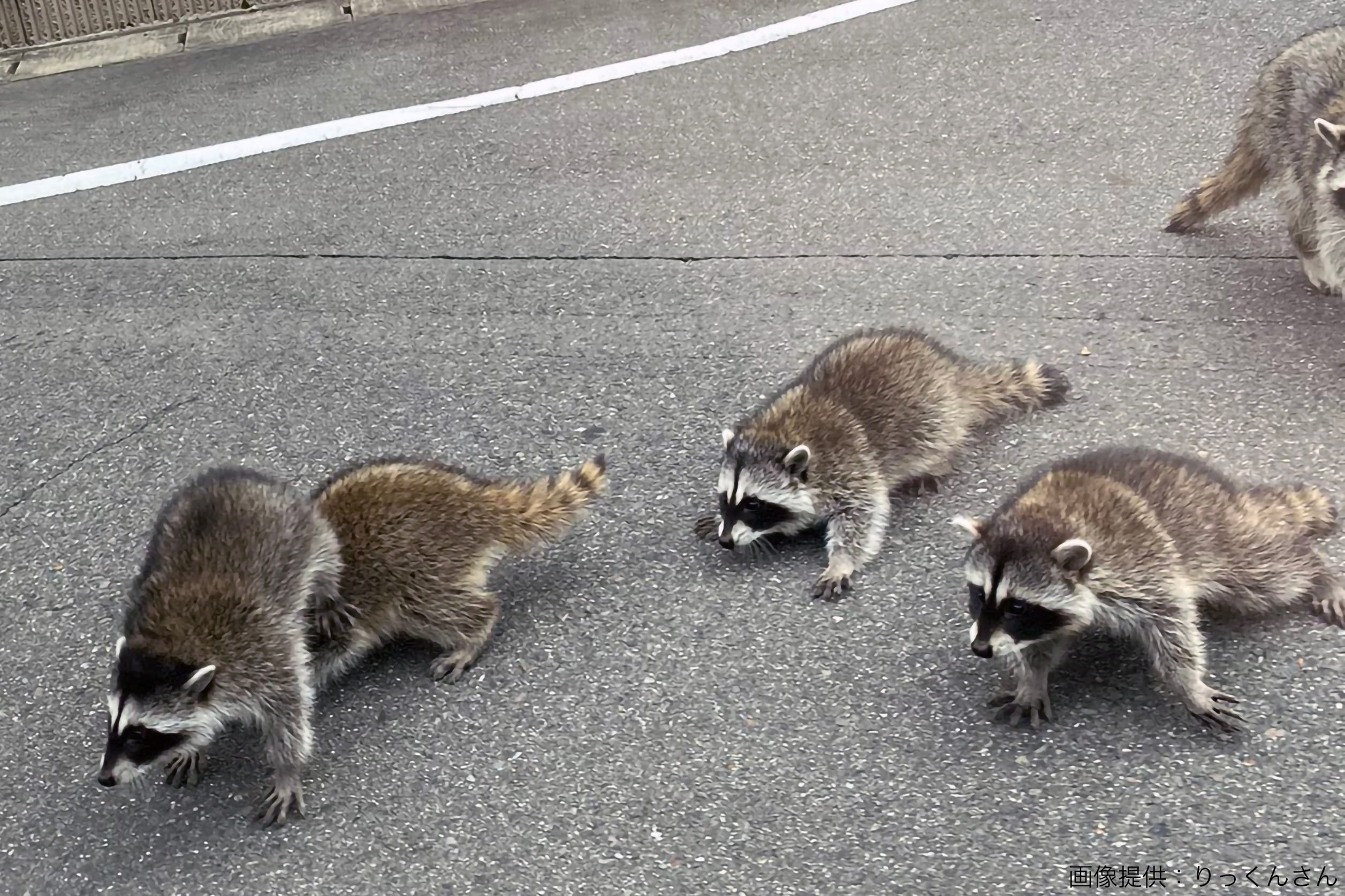 外来種 アライグマの大群が住宅街で目撃情報 自治体による対応の違いも聞いた ニコニコニュース