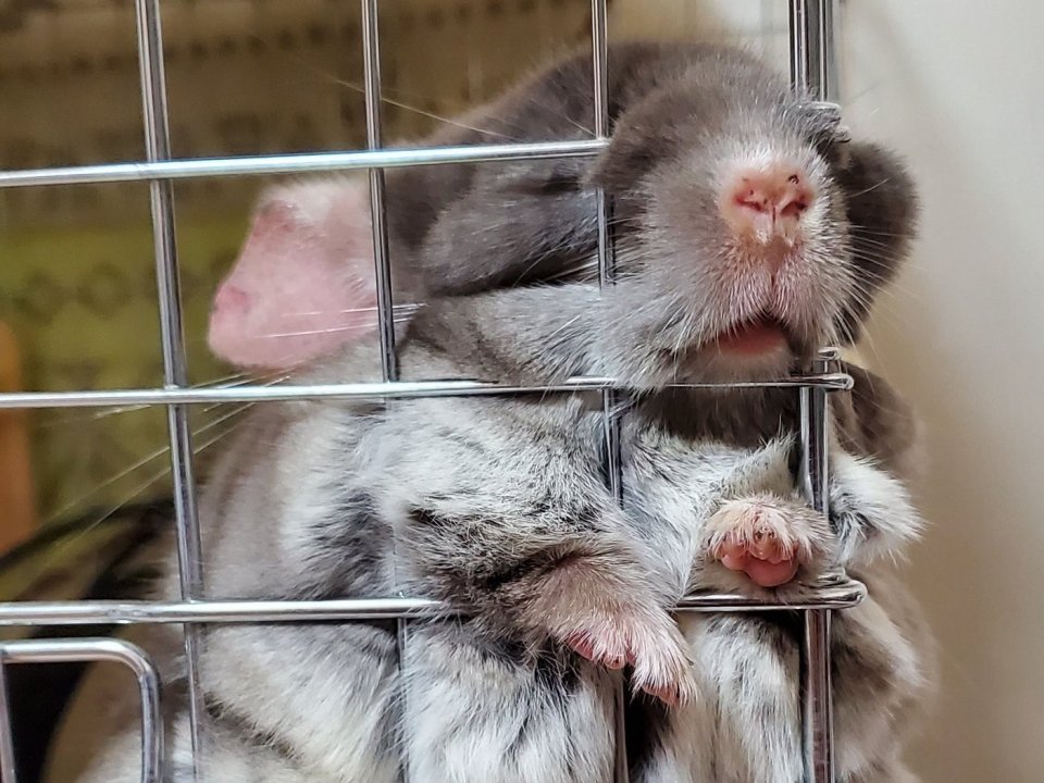 めり込みすぎィ ちっちゃなお鼻をムギュッと突き出す チンチラちゃんの寝姿にキュン ニコニコニュース