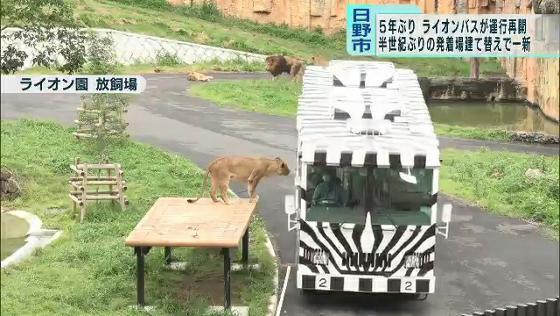 ライオンバス5年ぶりに復活 多摩動物公園の名物 ニコニコニュース
