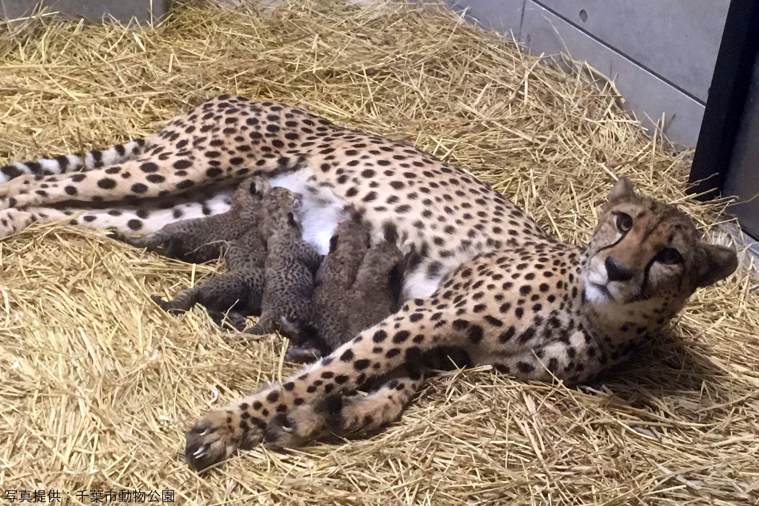 千葉市でチーターの赤ちゃんが一挙に6頭誕生 中には踏まれてしまう子供も ニコニコニュース