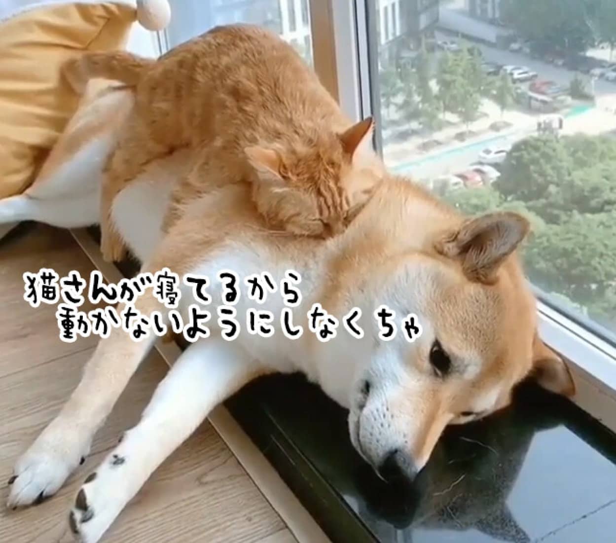 猫の肉布団となった柴犬 猫の安眠を邪魔しないように気を遣う ニコニコニュース