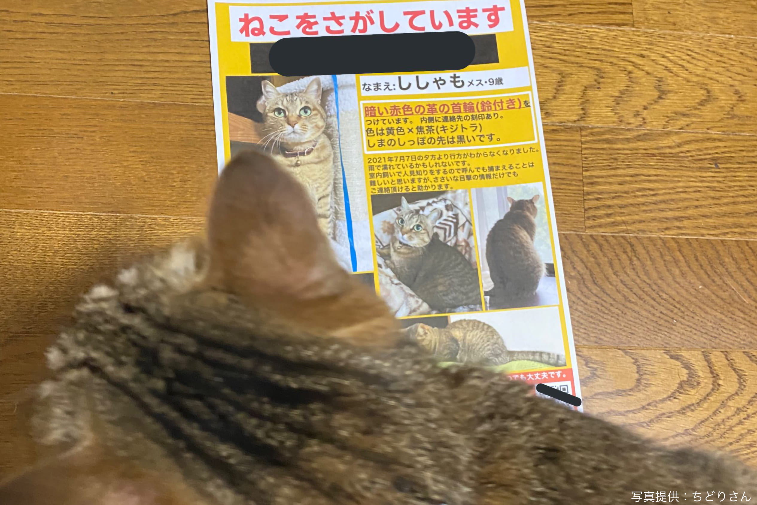 迷い猫ポスターを作った朝にしれっと帰宅した脱走犯 無事帰ってきた背景は ニコニコニュース