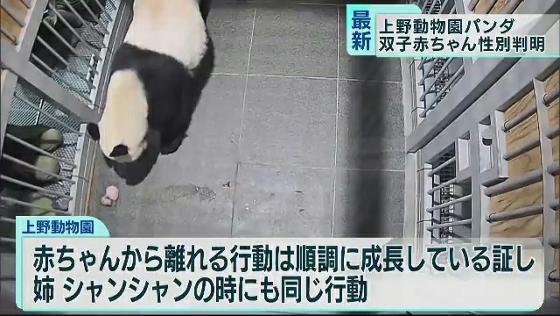 双子赤ちゃんパンダの性別が判明 上野動物園 ニコニコニュース