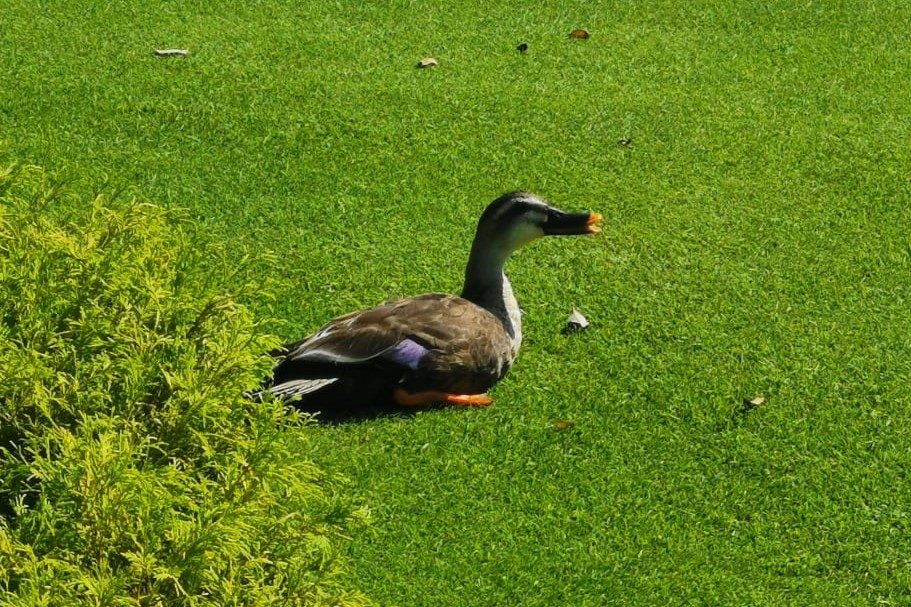 東京ディズニーランドにたくさんいる鴨 理由を調べると鳥にも 夢の国 だった ニコニコニュース