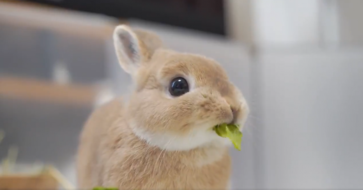 うさぎさん 葉っぱを食べるだけの動画が妙に癒やされると ヘビロテするファン続出 ニコニコニュース