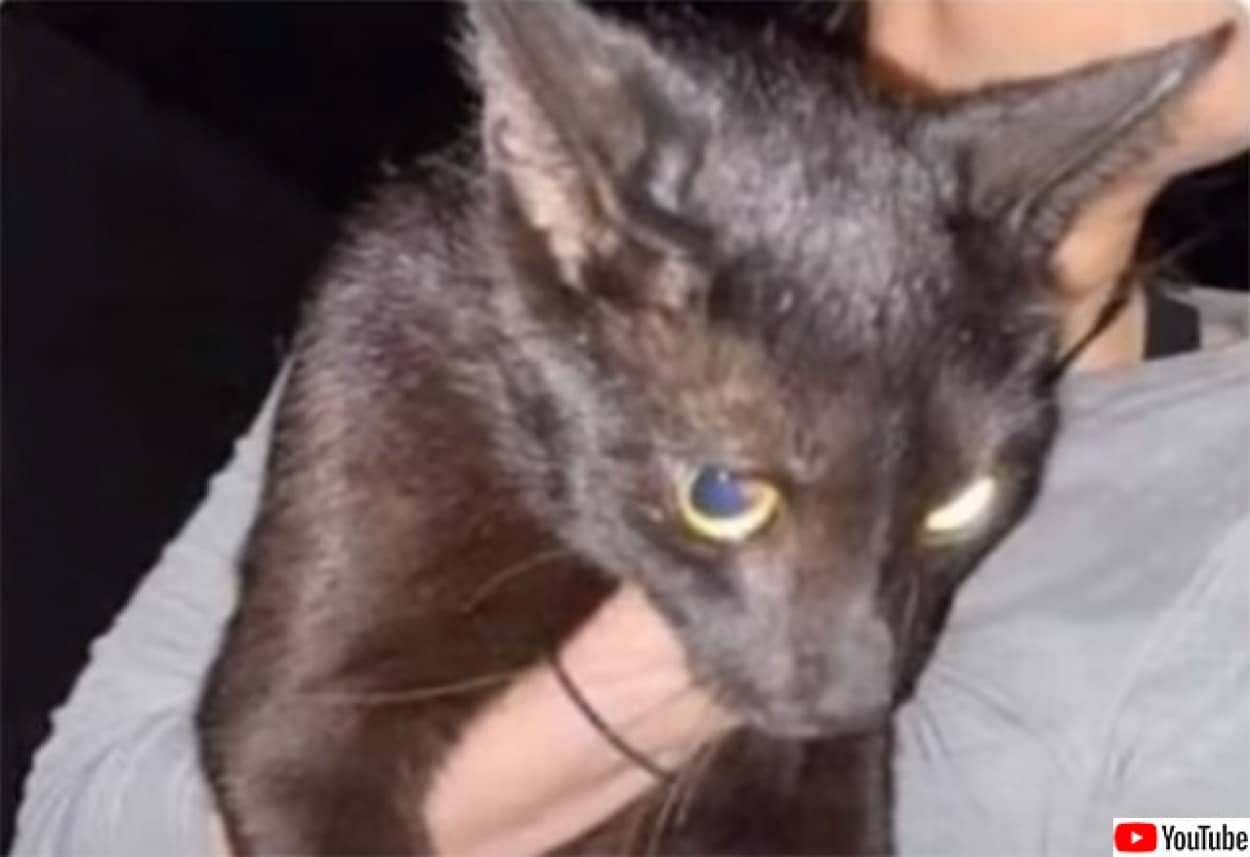 フロリダのマンション崩落事故で行方不明だった猫が約2週間後に無事発見 うれしいニュース ニコニコニュース