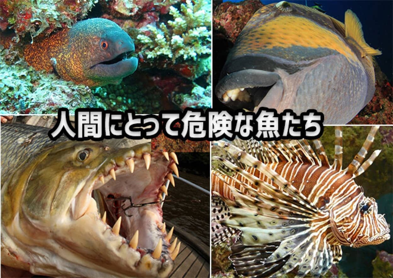 ウツボからカンディルまで 危険な10種の魚たち ニコニコニュース