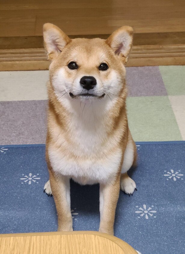 まるで証明写真 おすまし顔で話題になった柴犬の麦くんが悶絶級にかわいい ニコニコニュース