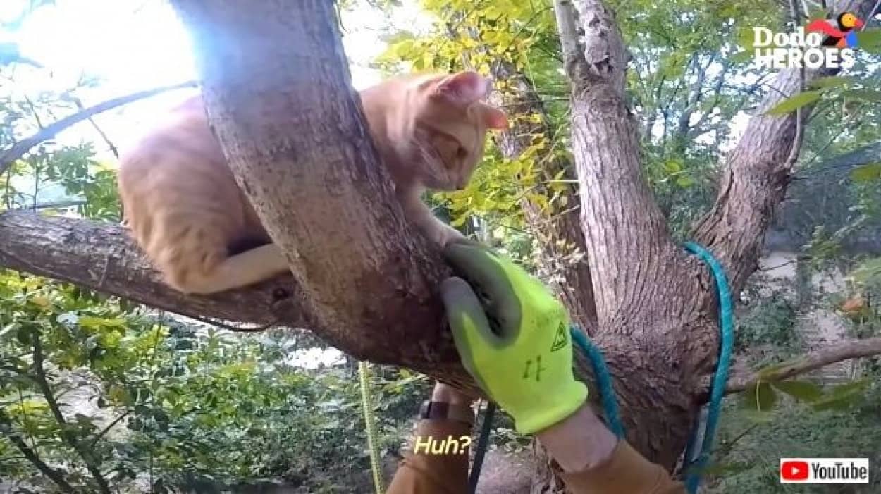 第二の人生は「木から下りられなくなった猫を助けること」に捧げたい！70を過ぎて木に登り続けるクライマー ニコニコニュース