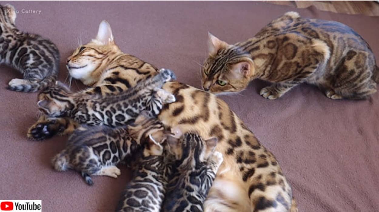 おばあちゃんになった猫 初孫たちとはじめての対面 ニコニコニュース