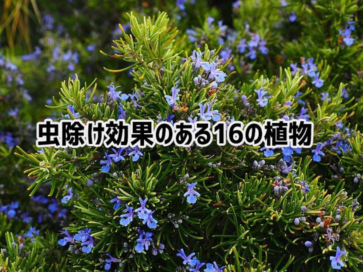 虫刺されの季節がやってきた 虫除け効果のある15の植物 で自然に追い払おう ライフハック ニコニコニュース