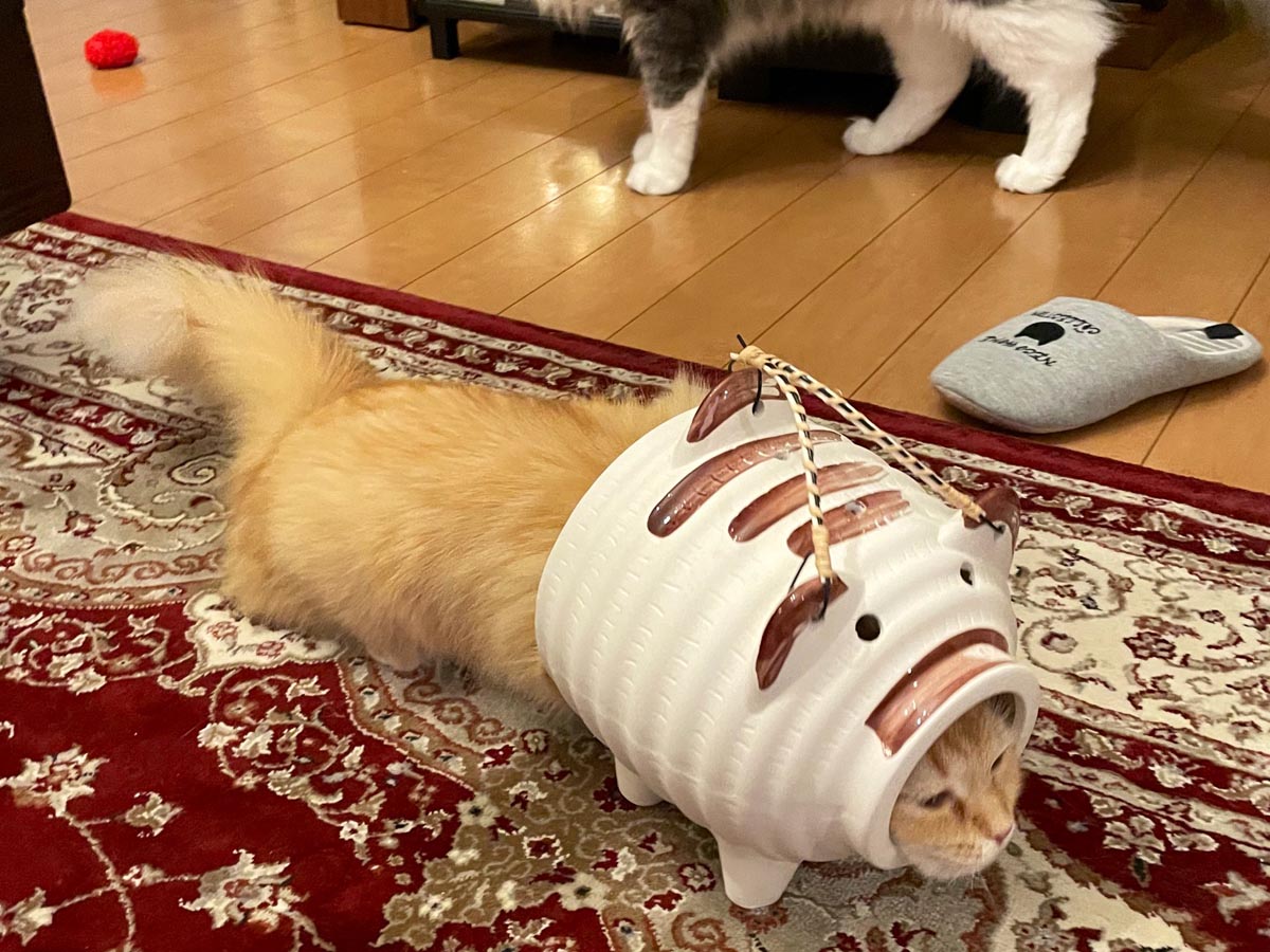 蚊取りアーマー を装備した猫 シュールな光景に 強そう 笑った ニコニコニュース