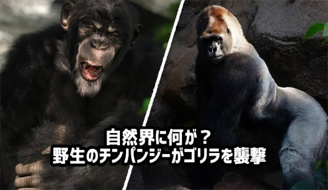 自然界に何が 野生のチンパンジーが群れでゴリラを襲い子供を殺害するという事件が発生 ニコニコニュース