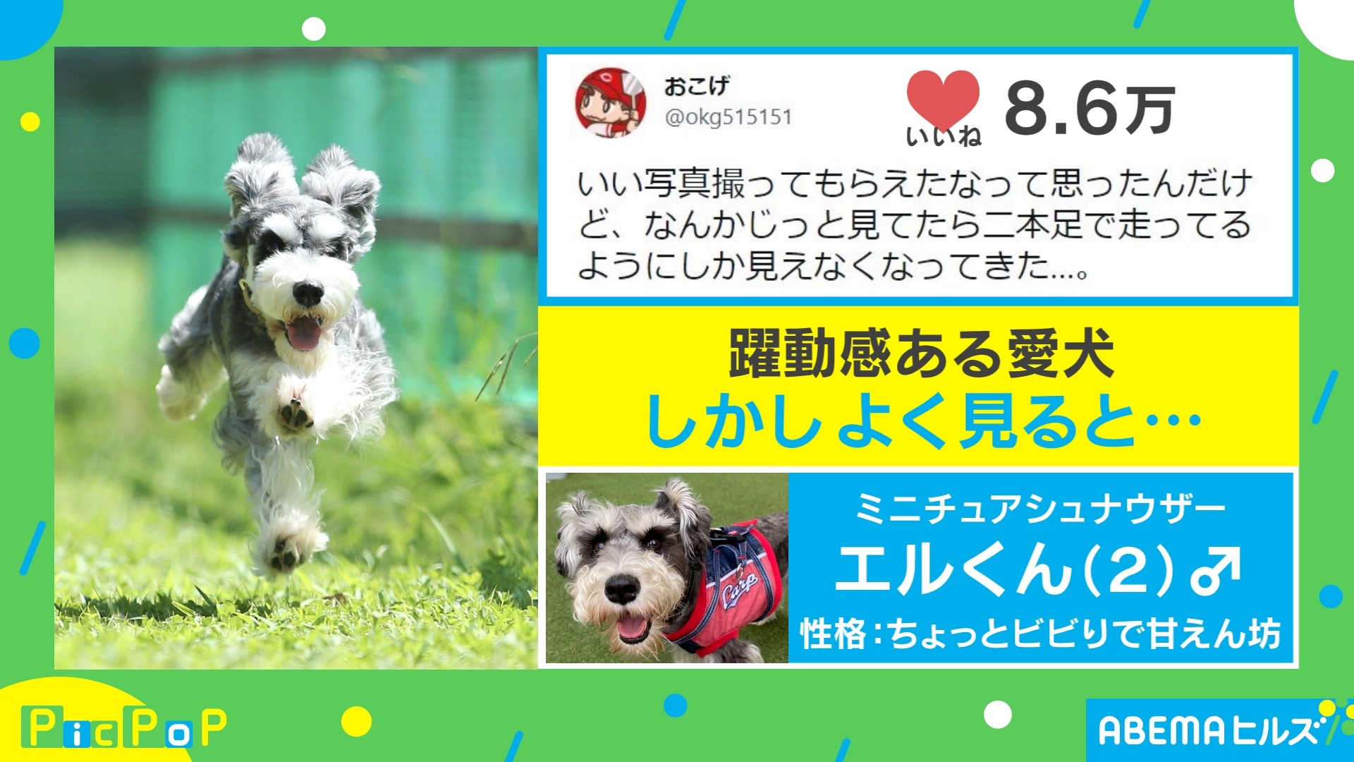 飛行犬 を撮ったはずなのに 躍動感ある犬の写真がtwitterで話題 フィギュアにしてもらいたい ニコニコニュース