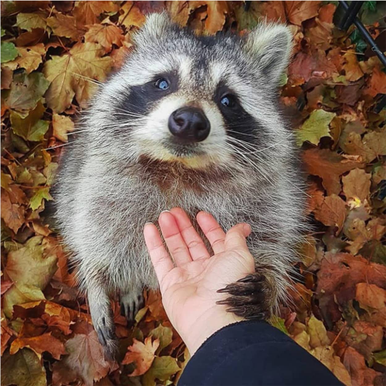 あの時助けてもらったアライグマです 道に捨てられていたアライグマを保護したところ 野生に帰した後も会いに来るように ニコニコニュース