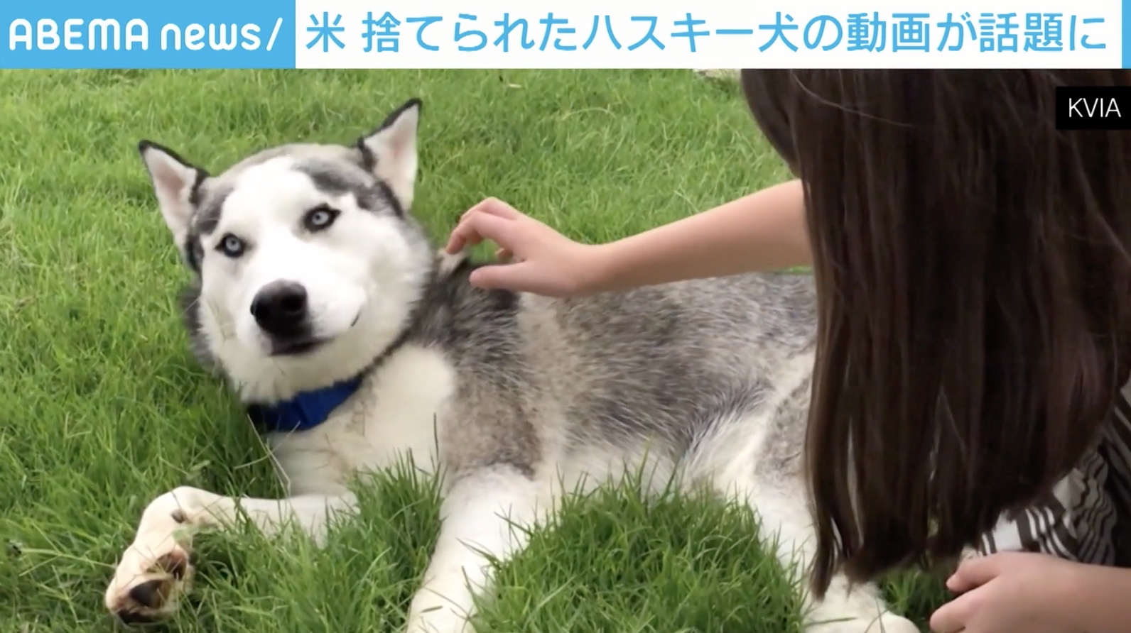 捨てられたハスキー犬が飼い主を必死に追いかける動画がsnsで話題 飼い主逮捕 米 テキサス州 ニコニコニュース