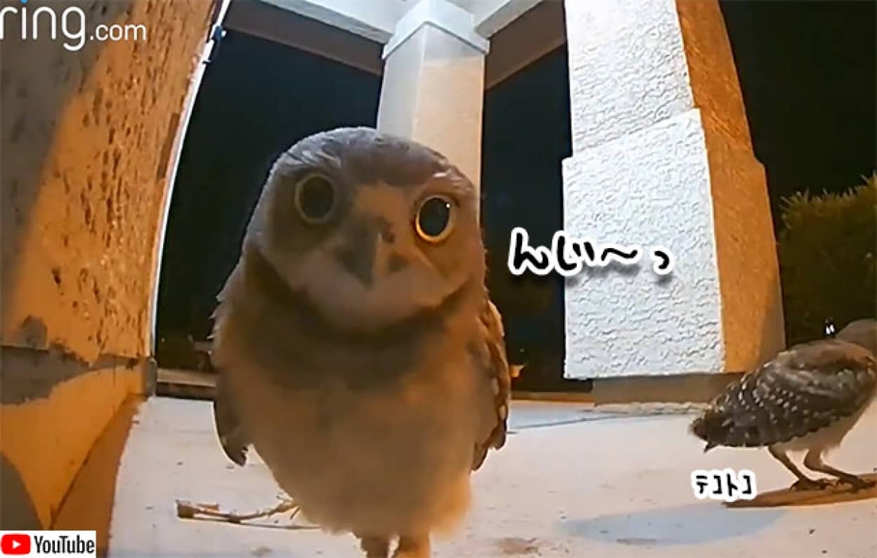 ソウルジェムが浄化される 監視カメラがとらえた夜のフクロウたちの玄関パーティー ニコニコニュース