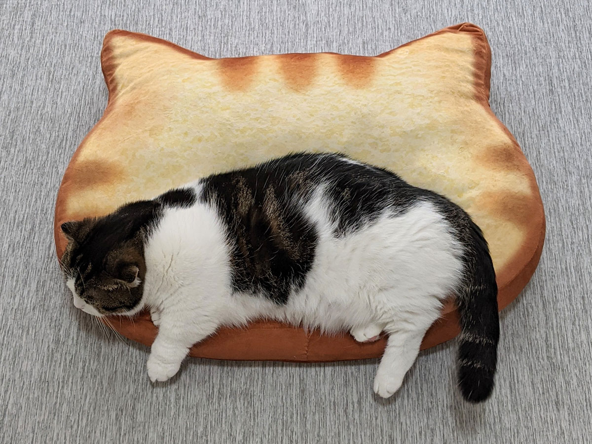 猫をクッションで挟んだ写真が話題に 「ネコトッツォ」  ニコニコニュース
