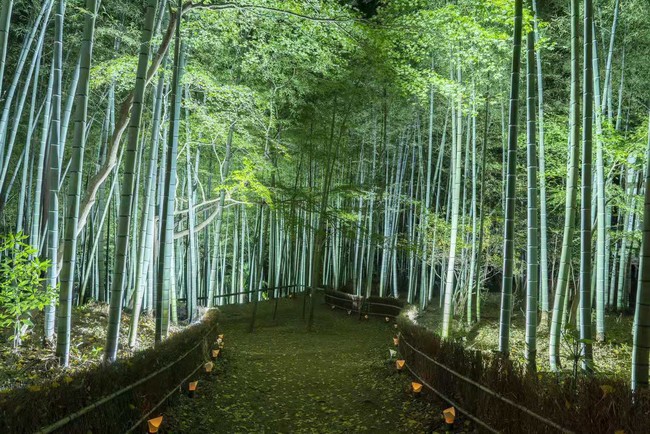 2021年8月7日(土)より竹寺 竹あかり ～星空編～埼玉県飯能市・竹寺(八王寺) は、”竹寺・竹あかり”を開催 | ニコニコニュース