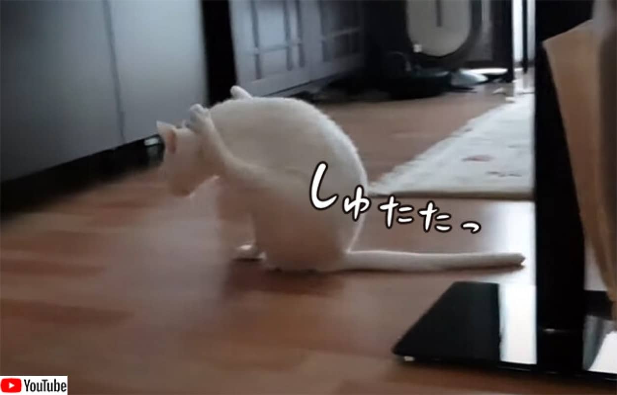 これどんな競技 お尻を床につけながら前脚だけで移動する猫 ニコニコニュース