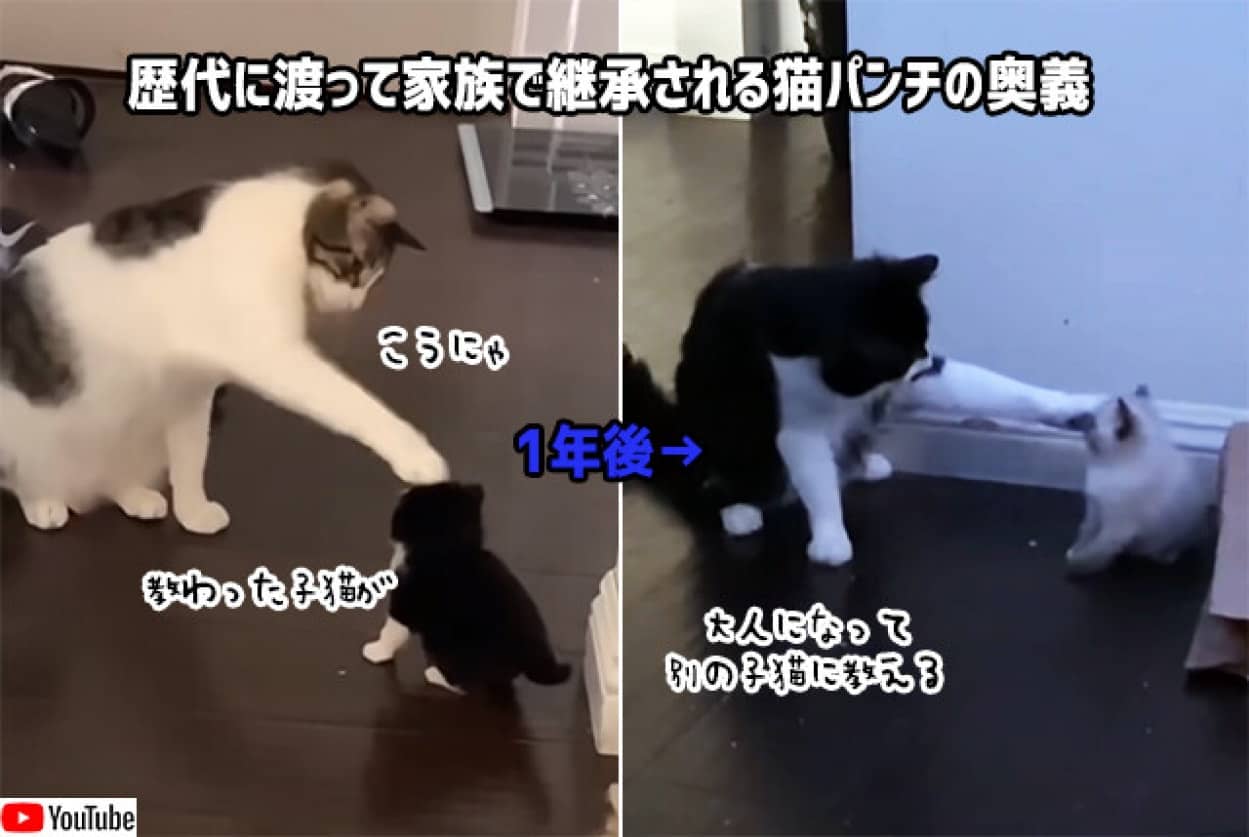 猫から子猫へ 子猫が大人になり別の子猫へ 猫パンチの奥義が継承されていく様子 ニコニコニュース