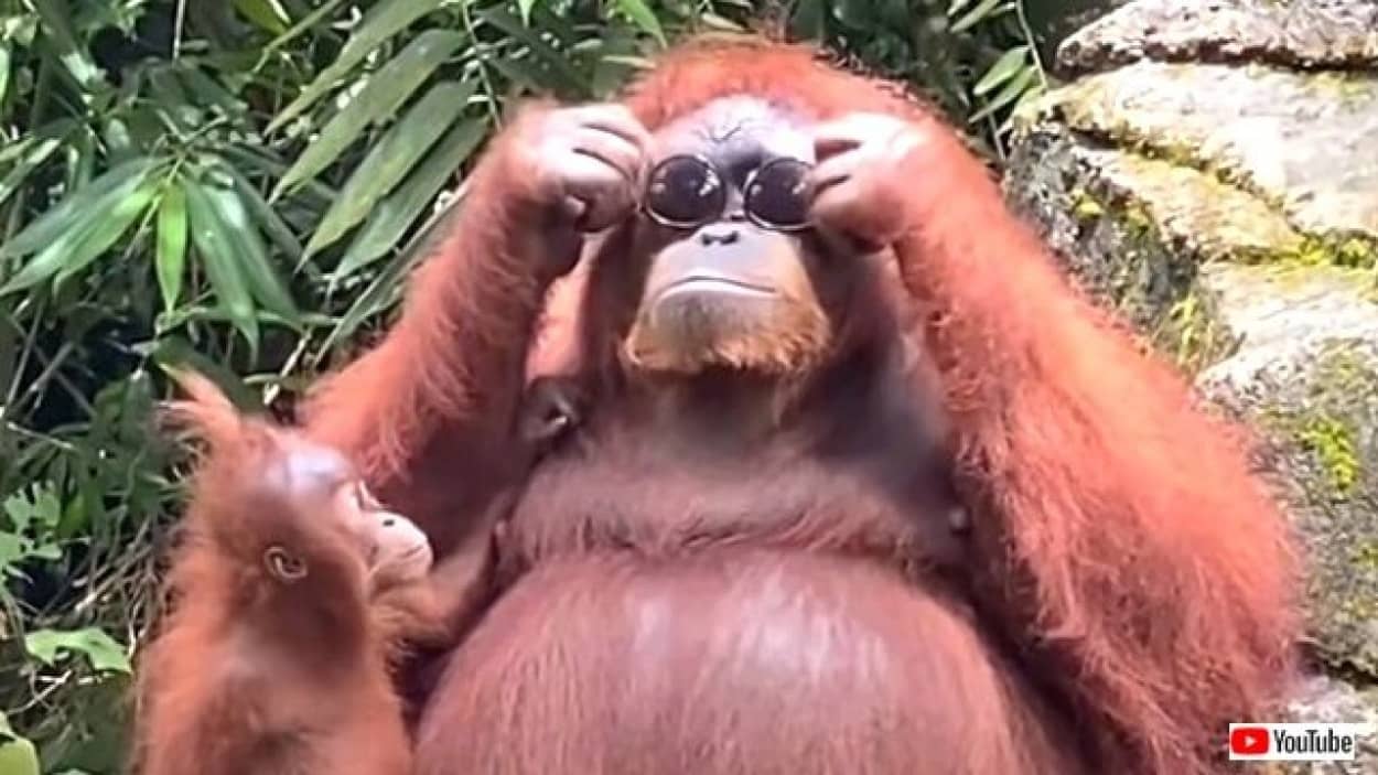 似合うかしら オランウータンのお母さん ニンゲンの落としたサングラスを拾ってご満悦 ニコニコニュース